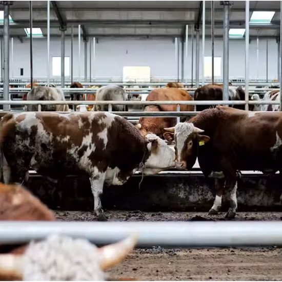 Высокое содержание медицинской глюкозы/пищевой глюкозы/промышленной глюкозы/глюкозы. Агент для очистки воды. Химические фермы для очистки воды.
